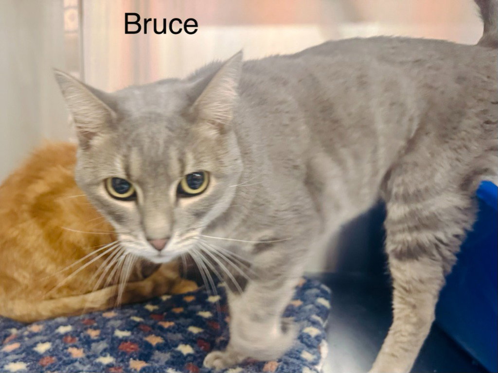 Bruce