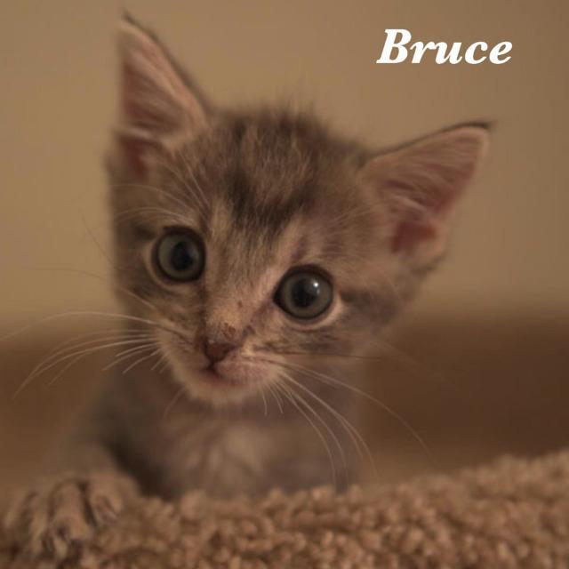 Bruce, photo 2