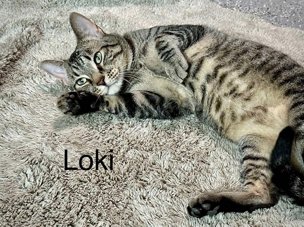 Loki