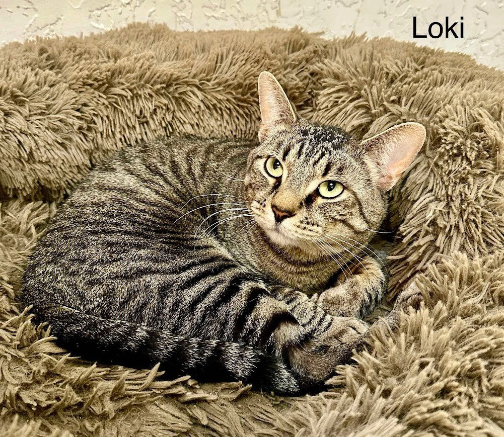 Loki, photo 4