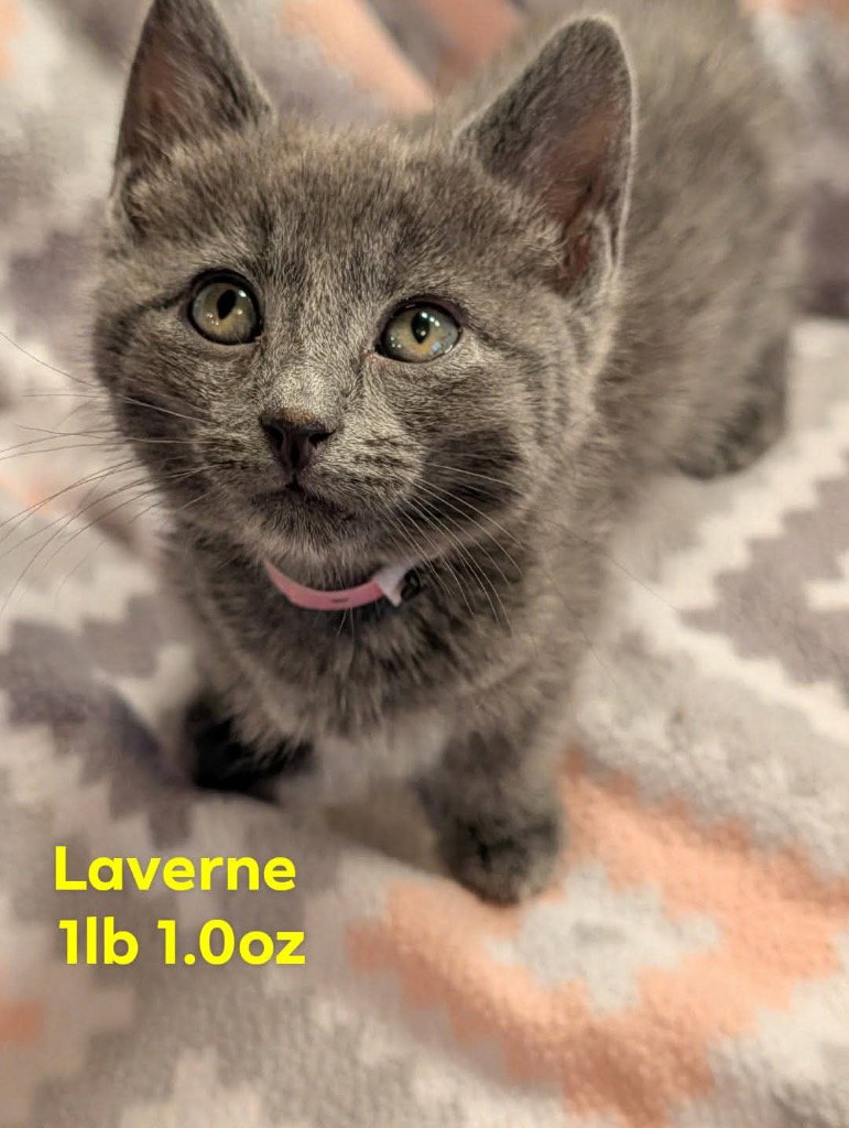 Laverne, photo 4