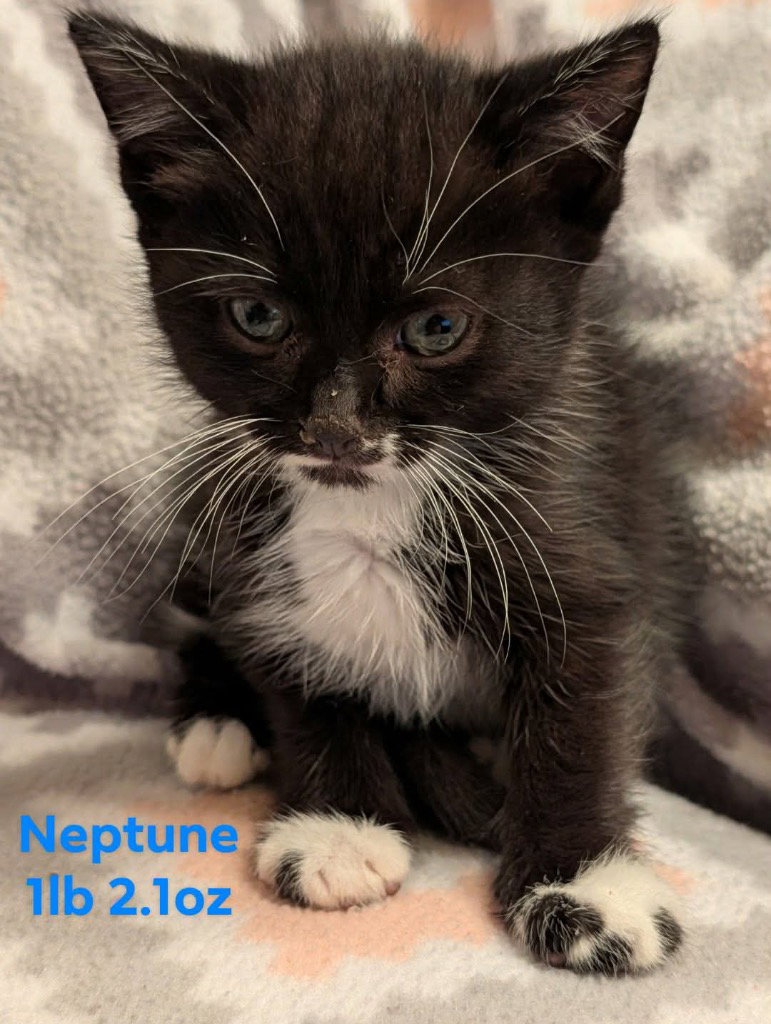 Neptune, photo 4
