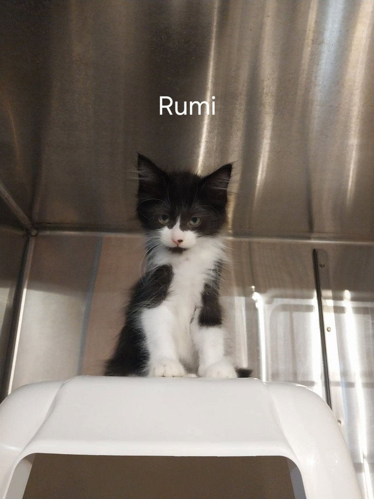 Rumi