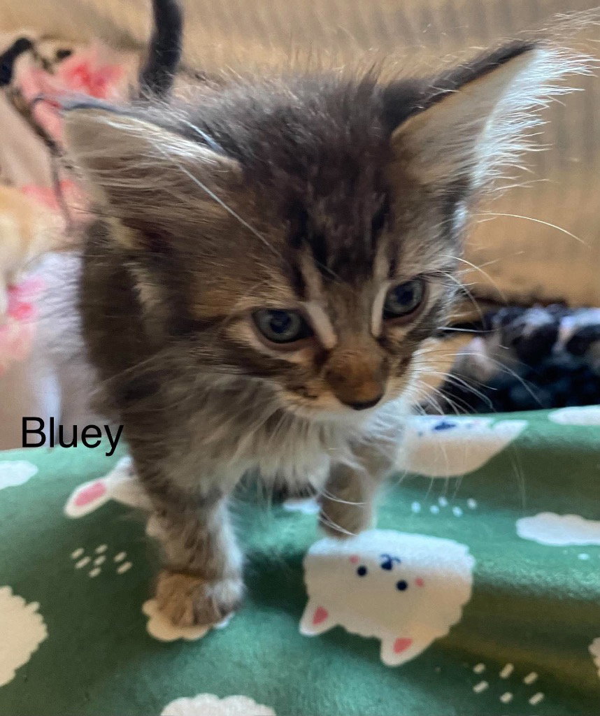 Bluey