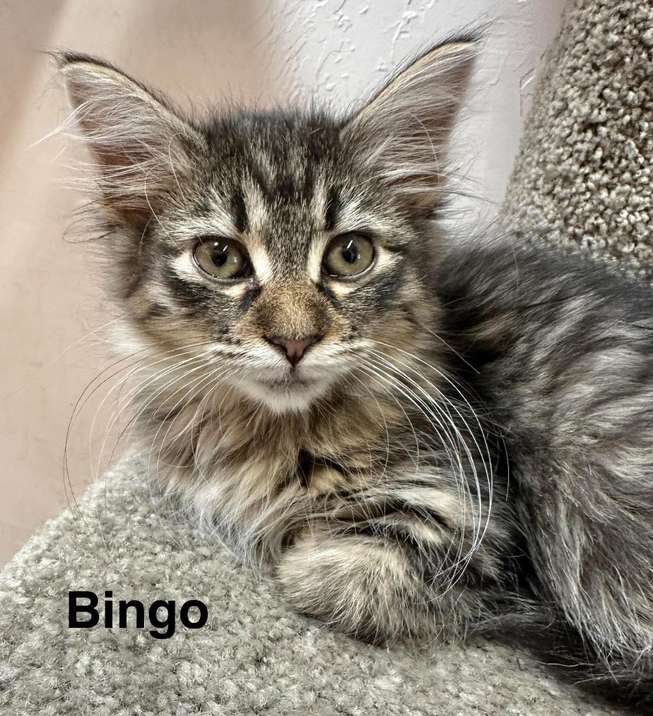Bingo
