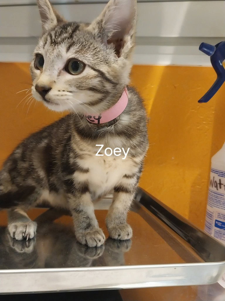 Zoey