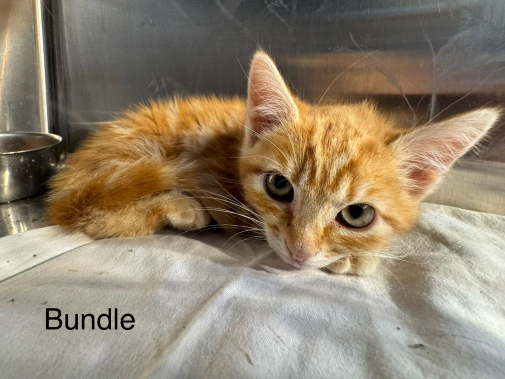 Bundle