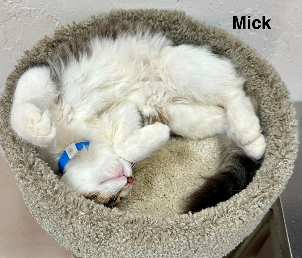 Mick, photo 2
