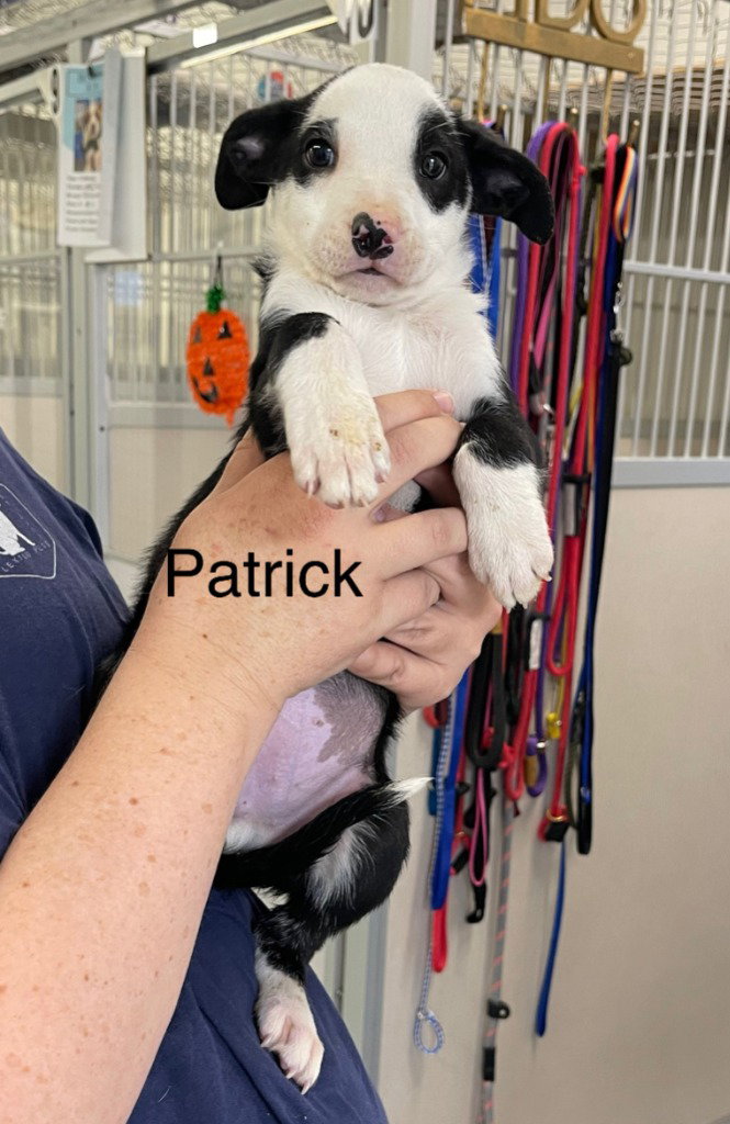 Patrick