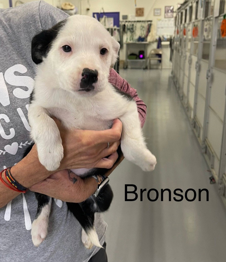 Bronson