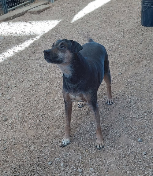 TOBA - Shepherd / Australian Cattle Dog/Blue Heeler available for adoption
