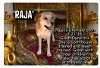 adoptable Dog in golden valley, AZ named Raja
