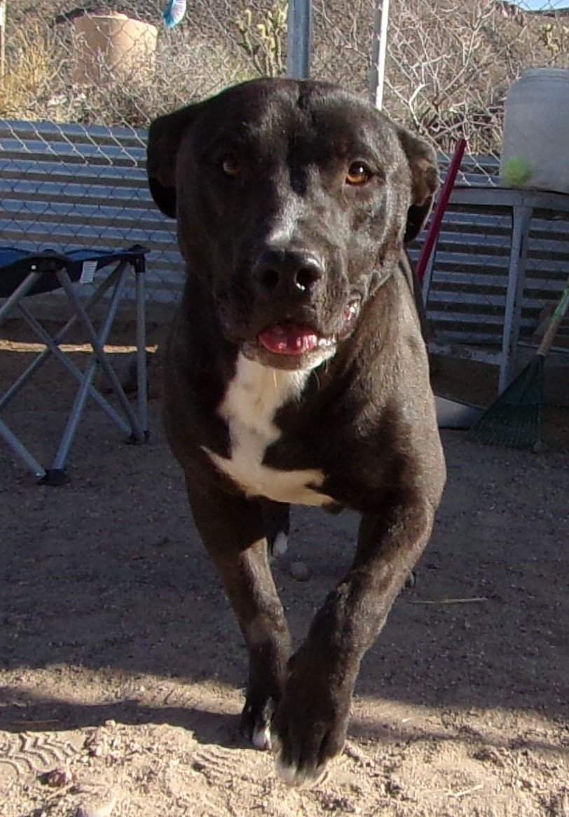 adoptable Dog in Golden Valley, AZ named Jakob