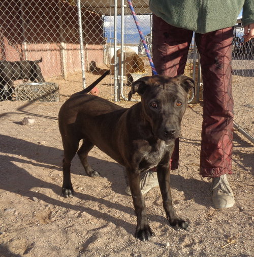 Dogs for Adoption in Bullhead City, Arizona Alpha Paw