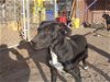 adoptable Dog in valley, AL named Pierce Brosnan