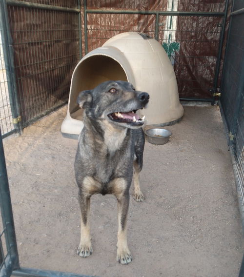 Dogs for Adoption in Bullhead City, Arizona Alpha Paw