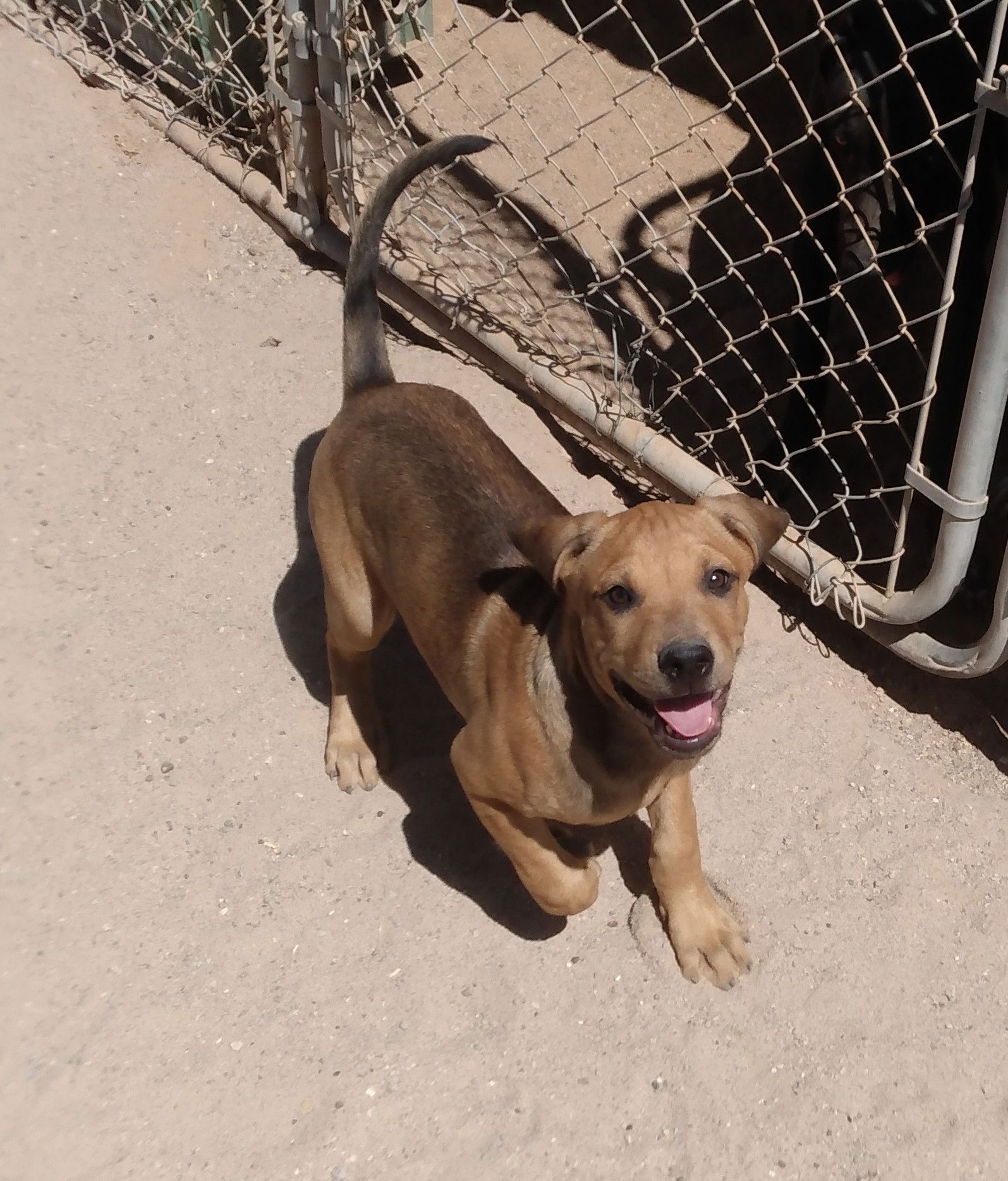 adoptable Dog in Golden Valley, AZ named Puppies!