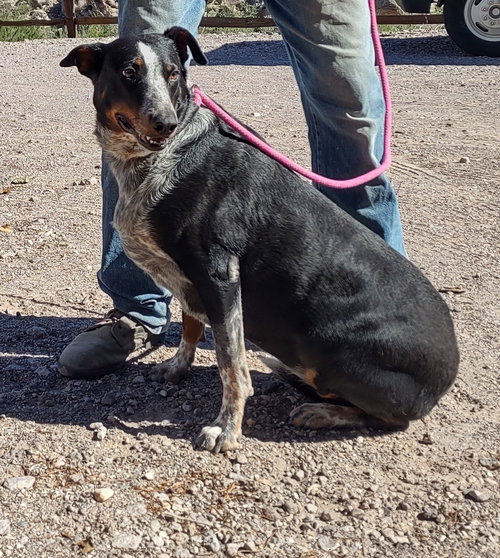 ANNAGRET - Doberman Pinscher available for adoption