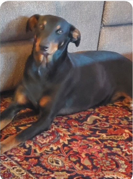 DIETER - Doberman Pinscher available for adoption