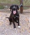 adoptable Dog in golden valley, AZ named Tobias