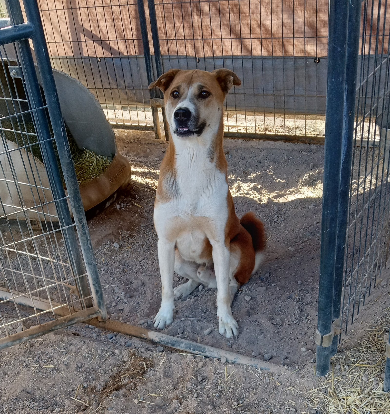 adoptable Dog in Golden Valley, AZ named Wynn
