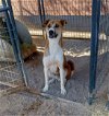adoptable Dog in golden valley, AZ named Wynn