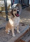 adoptable Dog in golden valley, AZ named Yannis