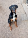 adoptable Dog in golden valley, AZ named Xena
