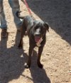 adoptable Dog in golden valley, AZ named Tux