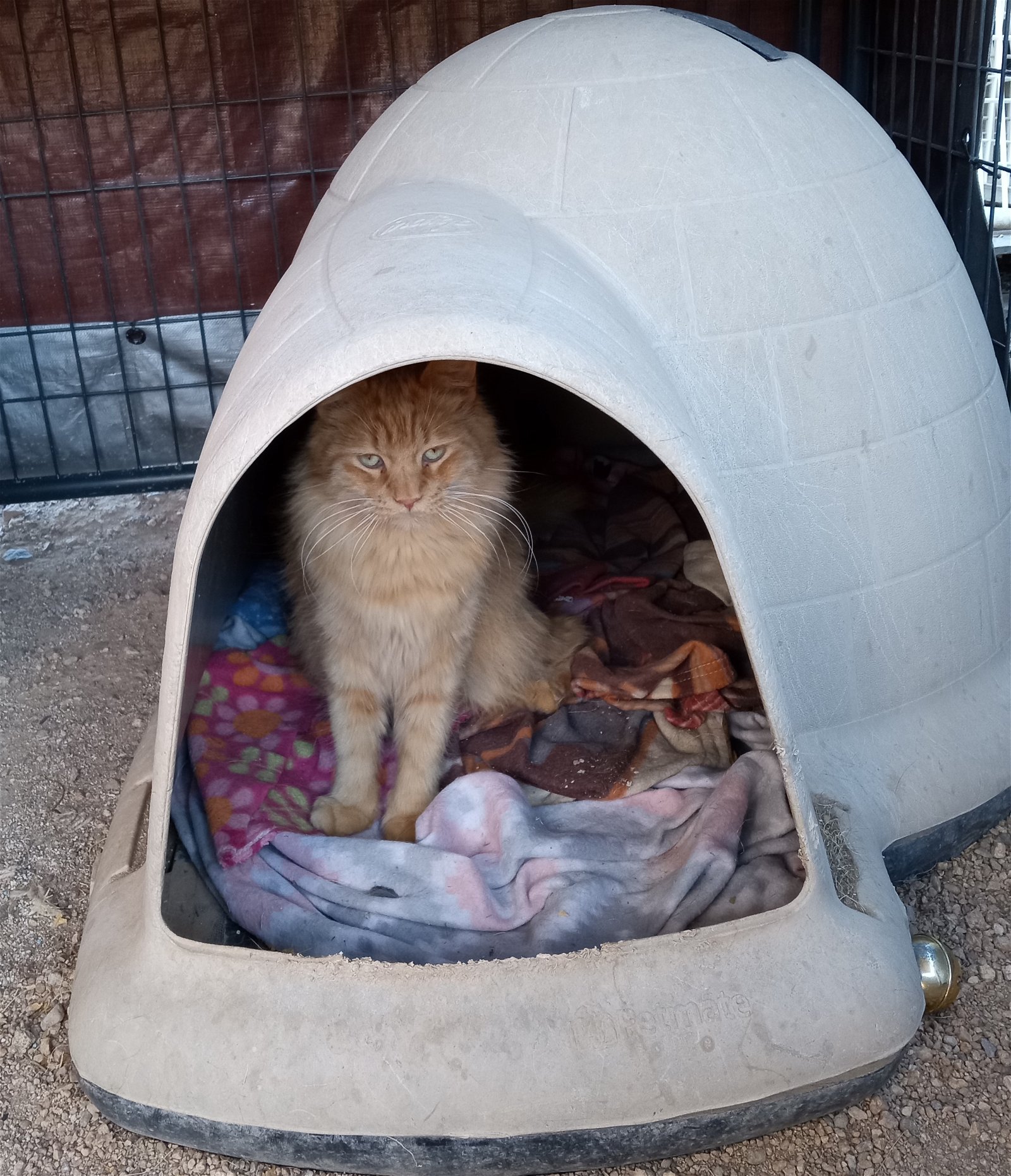 adoptable Cat in Golden Valley, AZ named King Jacob II