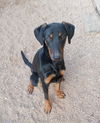 adoptable Dog in Golden Valley, AZ named Gabrielle