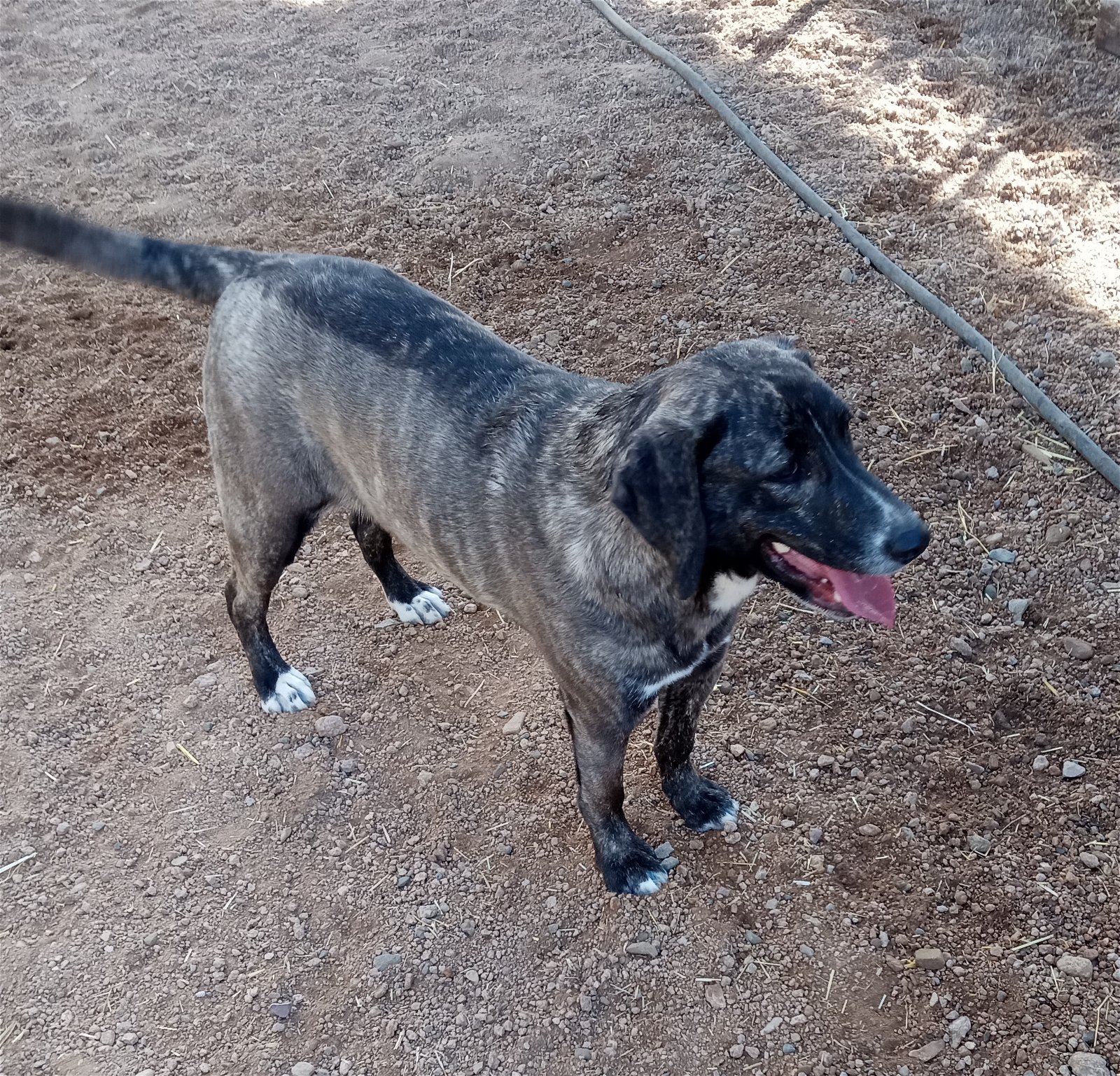 adoptable Dog in Golden Valley, AZ named Janina