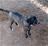 adoptable Dog in , AZ named Janina