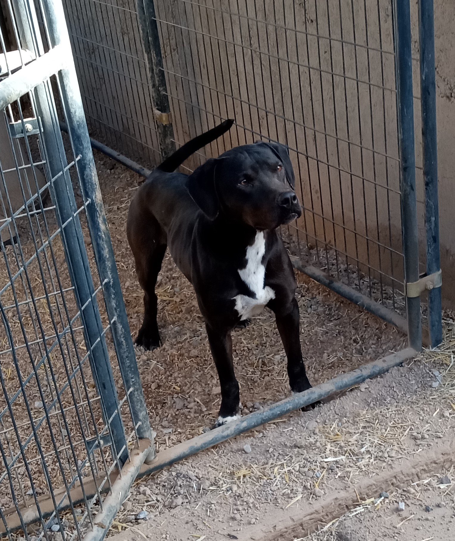 adoptable Dog in Golden Valley, AZ named Kakashi