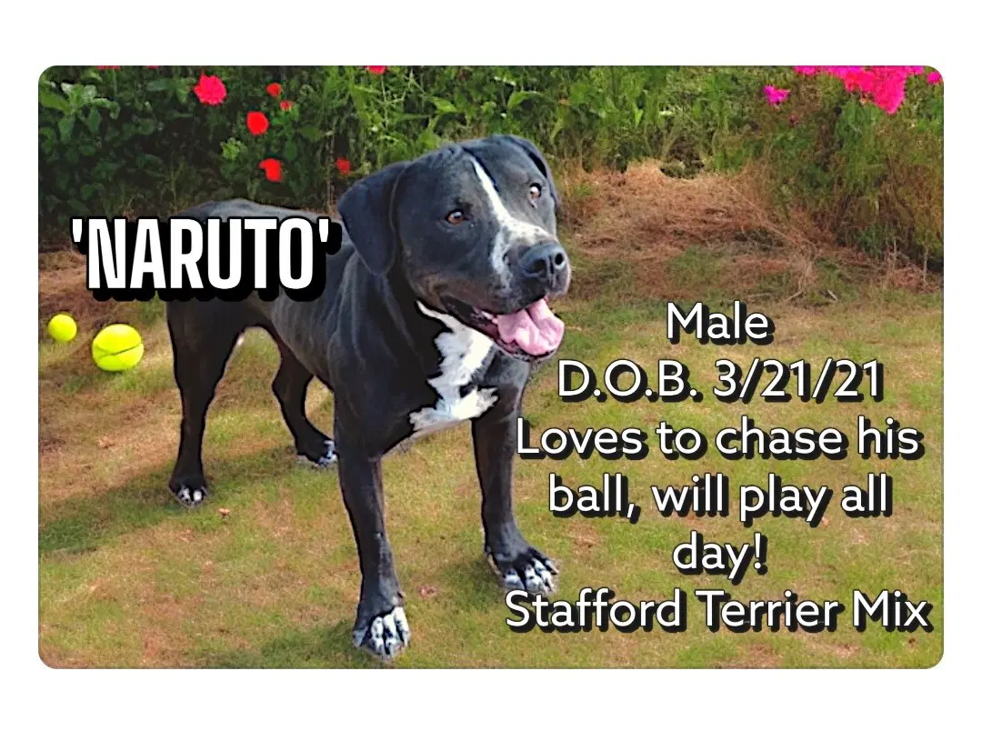 Naruto - American Staffordshire Terrier