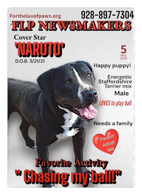 NARUTO - American Staffordshire Terrier available for adoption