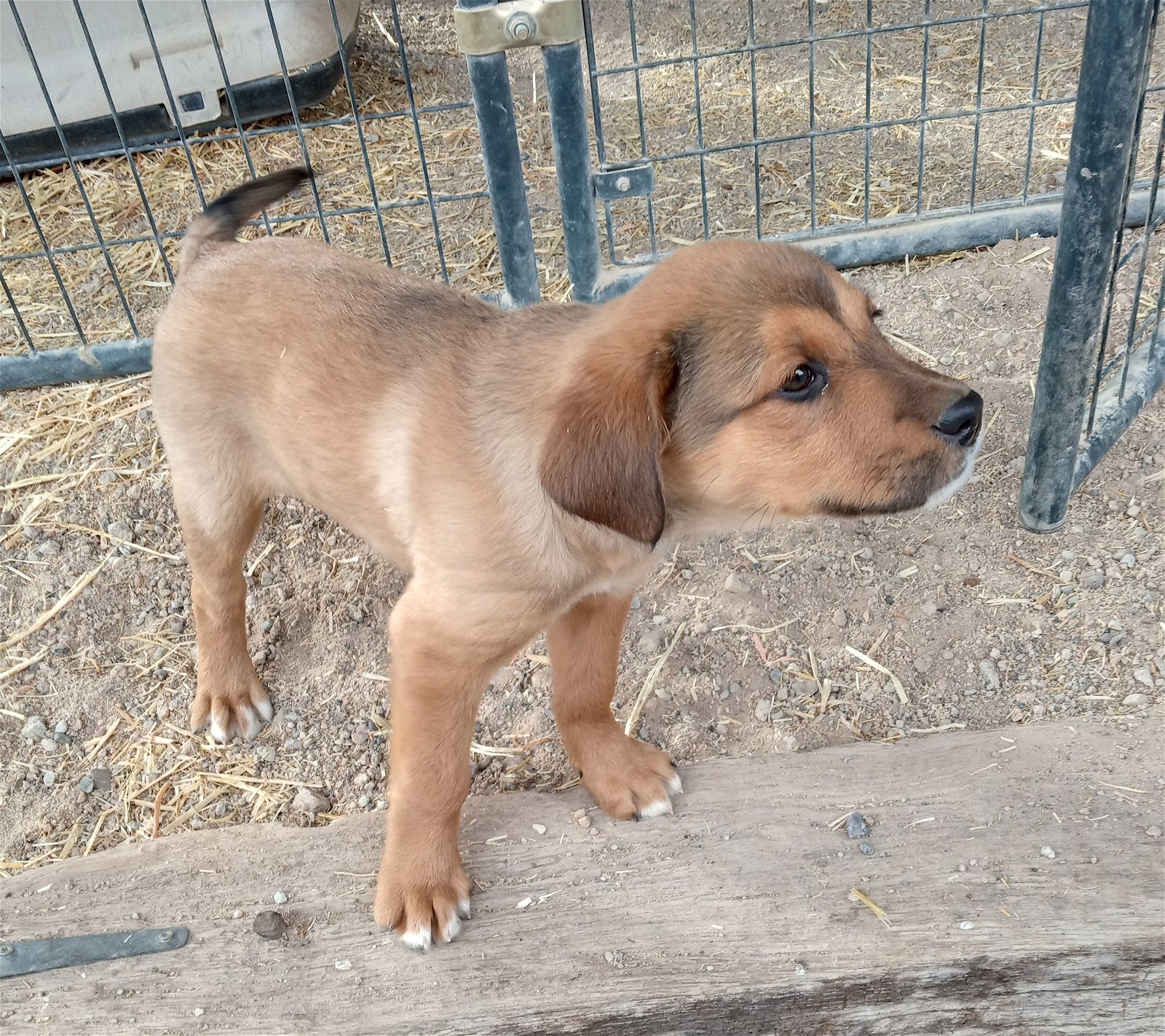 adoptable Dog in Golden Valley, AZ named Gretel