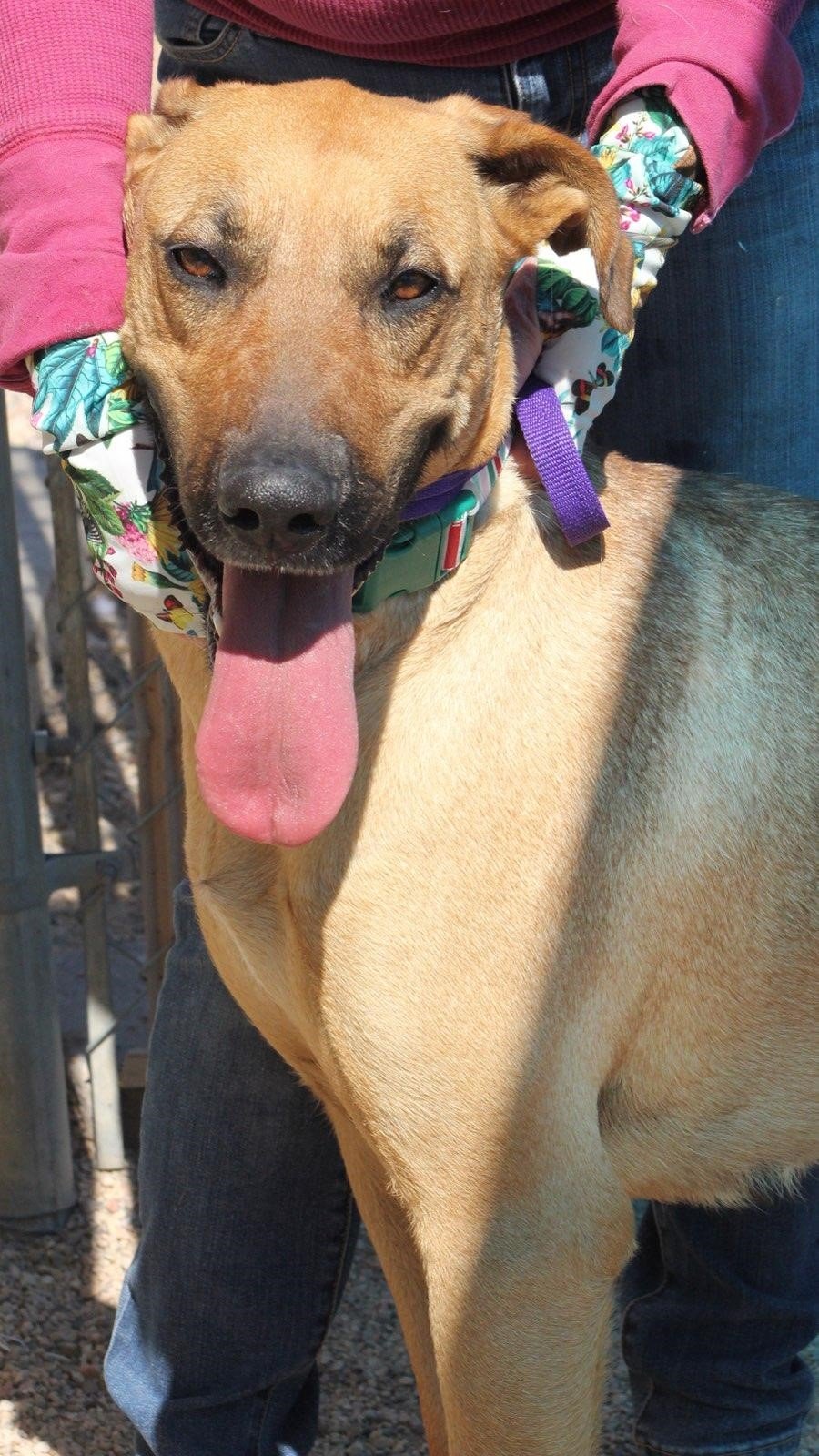 adoptable Dog in Golden Valley, AZ named Flicka