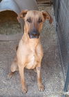 adoptable Dog in Golden Valley, AZ named Flicka