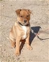 adoptable Dog in golden valley, AZ named Tanner