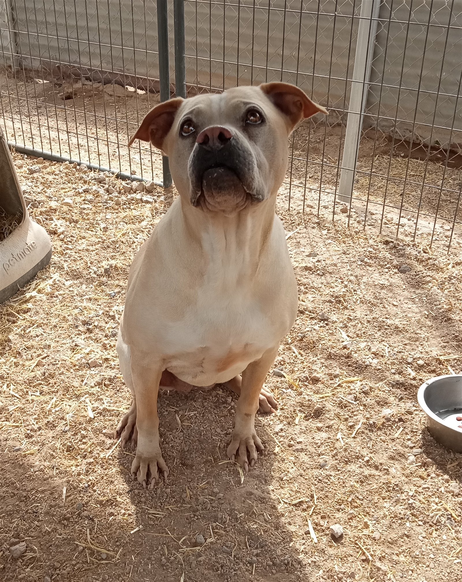 adoptable Dog in Golden Valley, AZ named Hallie