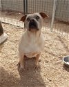 adoptable Dog in , AZ named Hallie