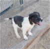 adoptable Dog in golden valley, AZ named Tahnee