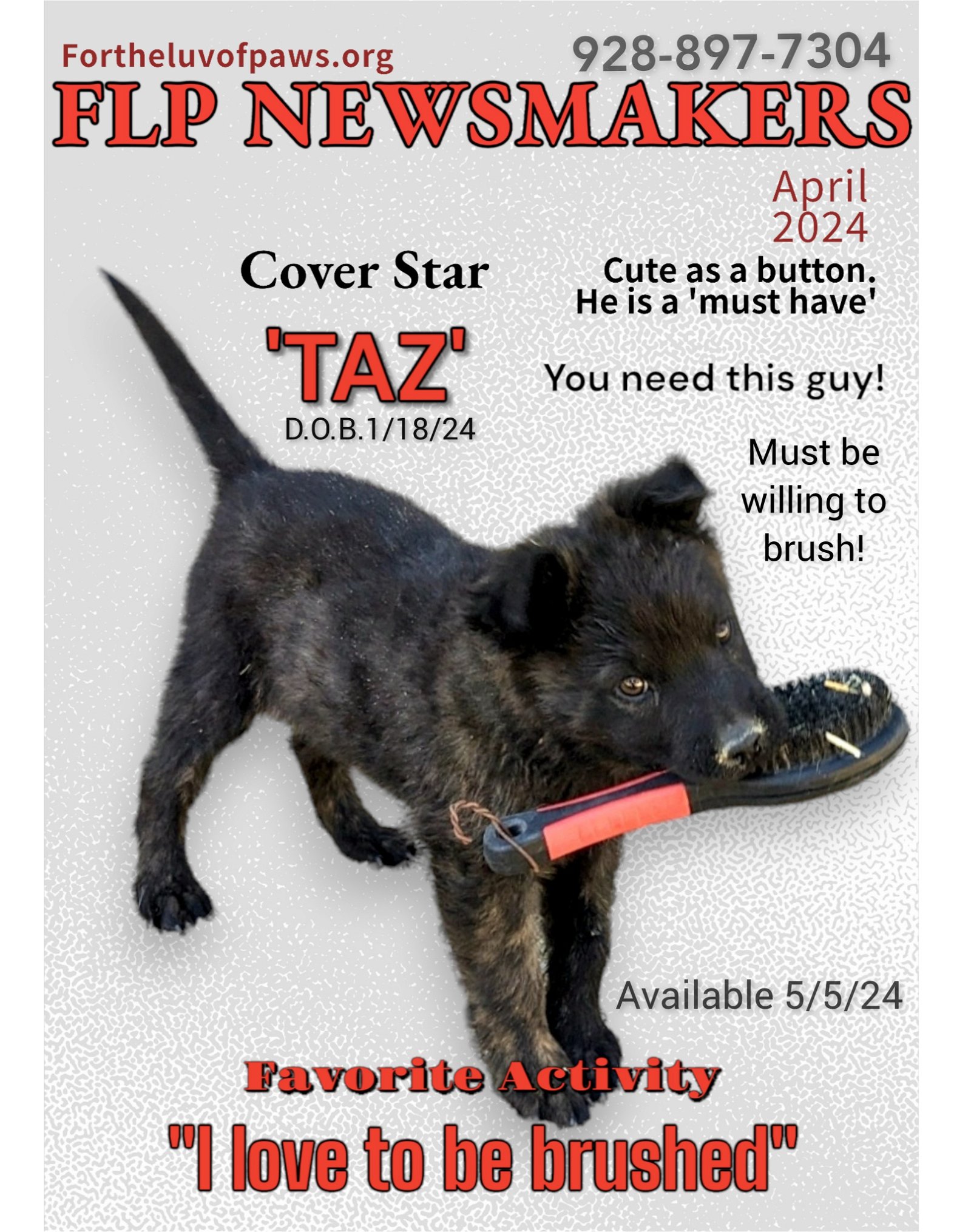 adoptable Dog in Golden Valley, AZ named Taz