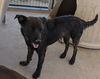 adoptable Dog in Golden Valley, AZ named Taz