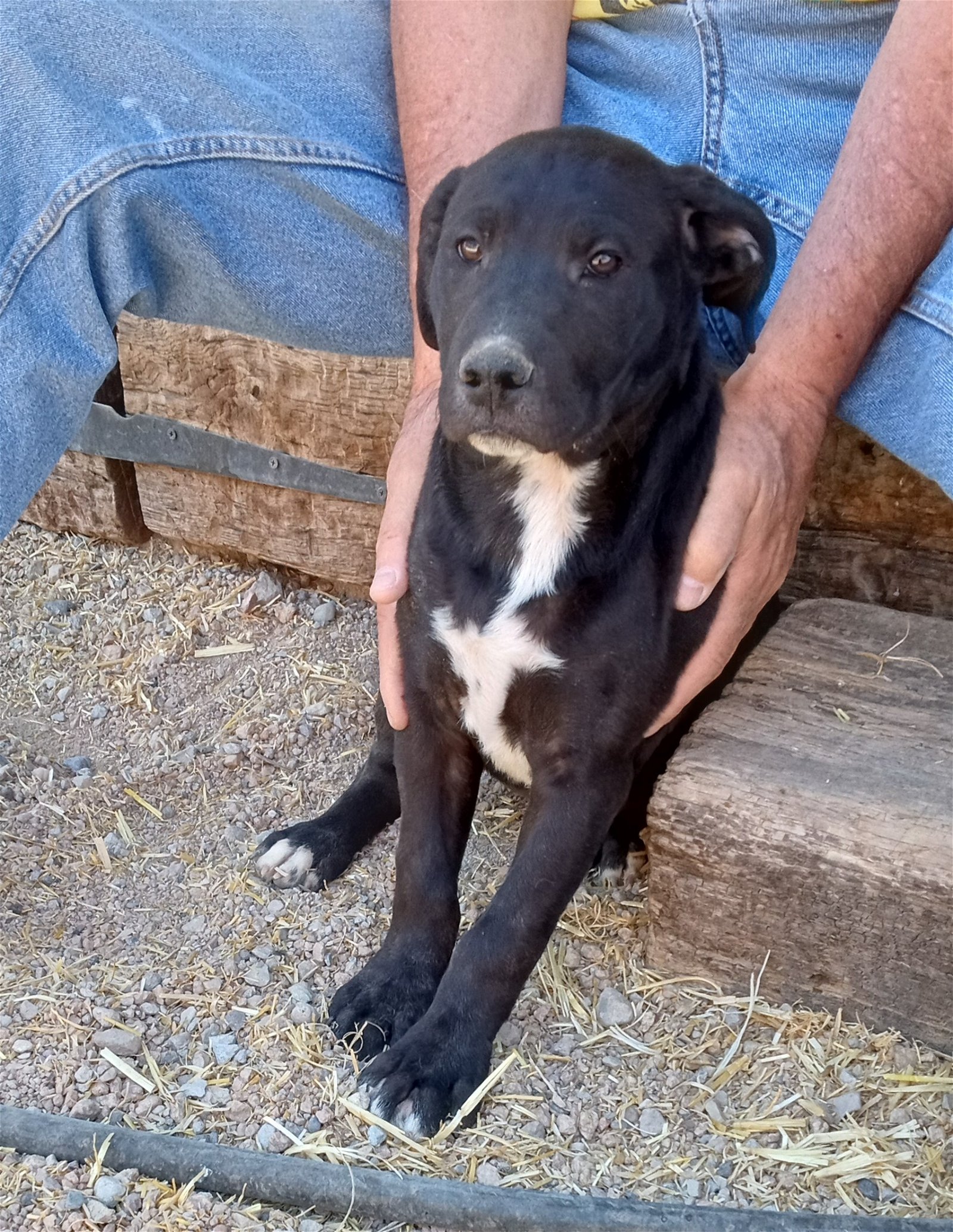 adoptable Dog in Golden Valley, AZ named Mr. Spock