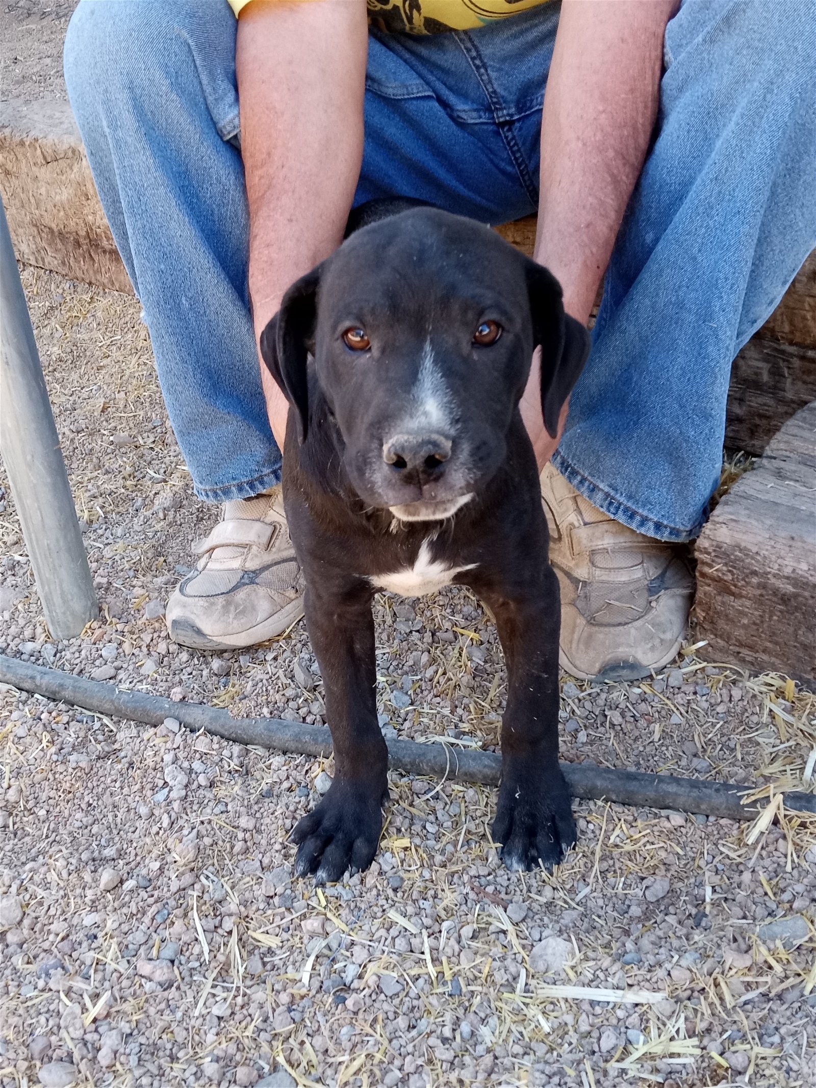 adoptable Dog in Golden Valley, AZ named Captain Kirk