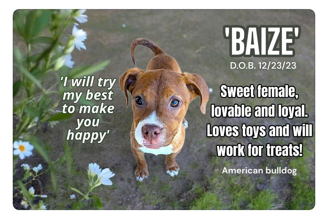 adoptable Dog in Golden Valley, AZ named Baize