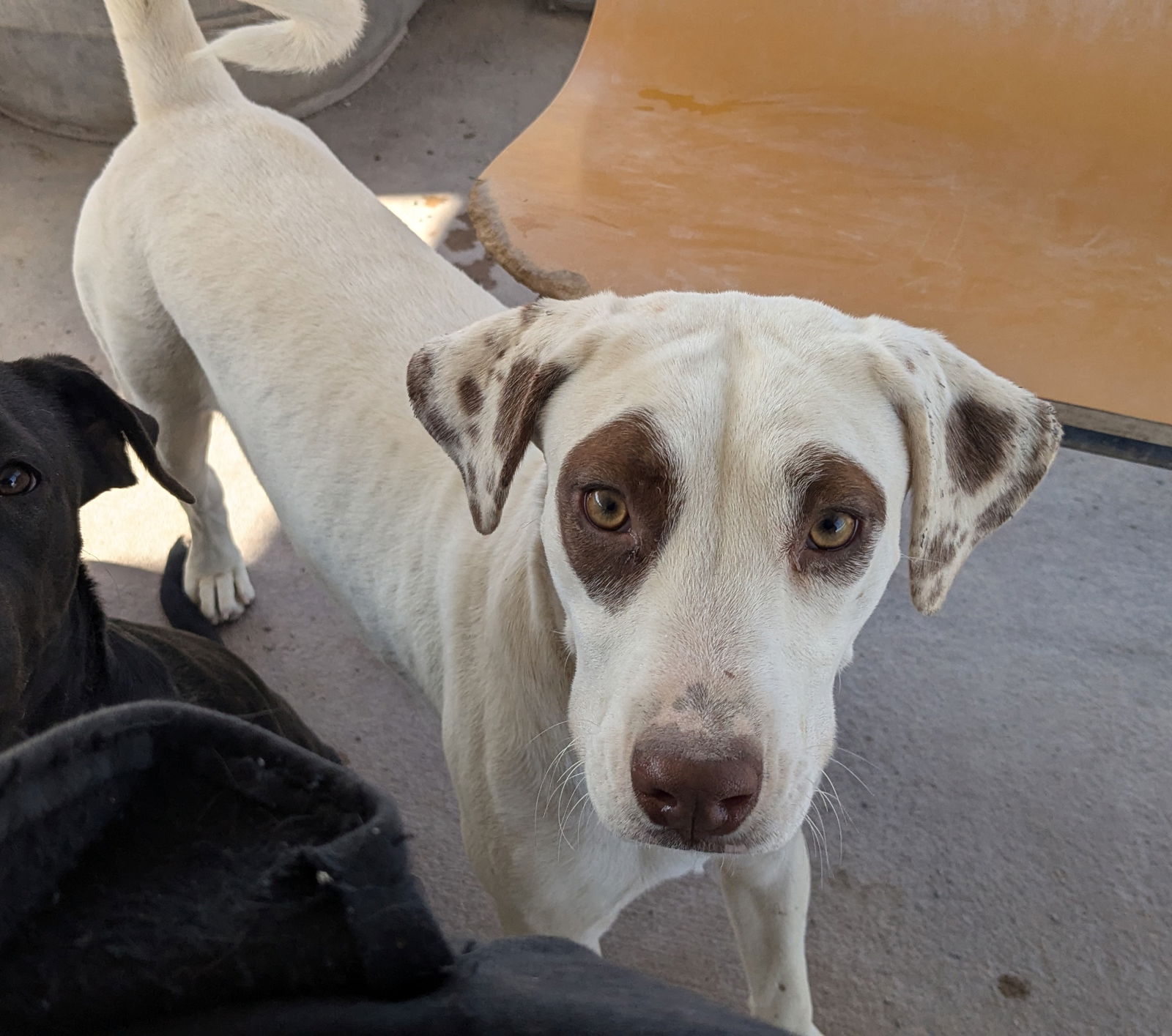 adoptable Dog in Golden Valley, AZ named Ilise