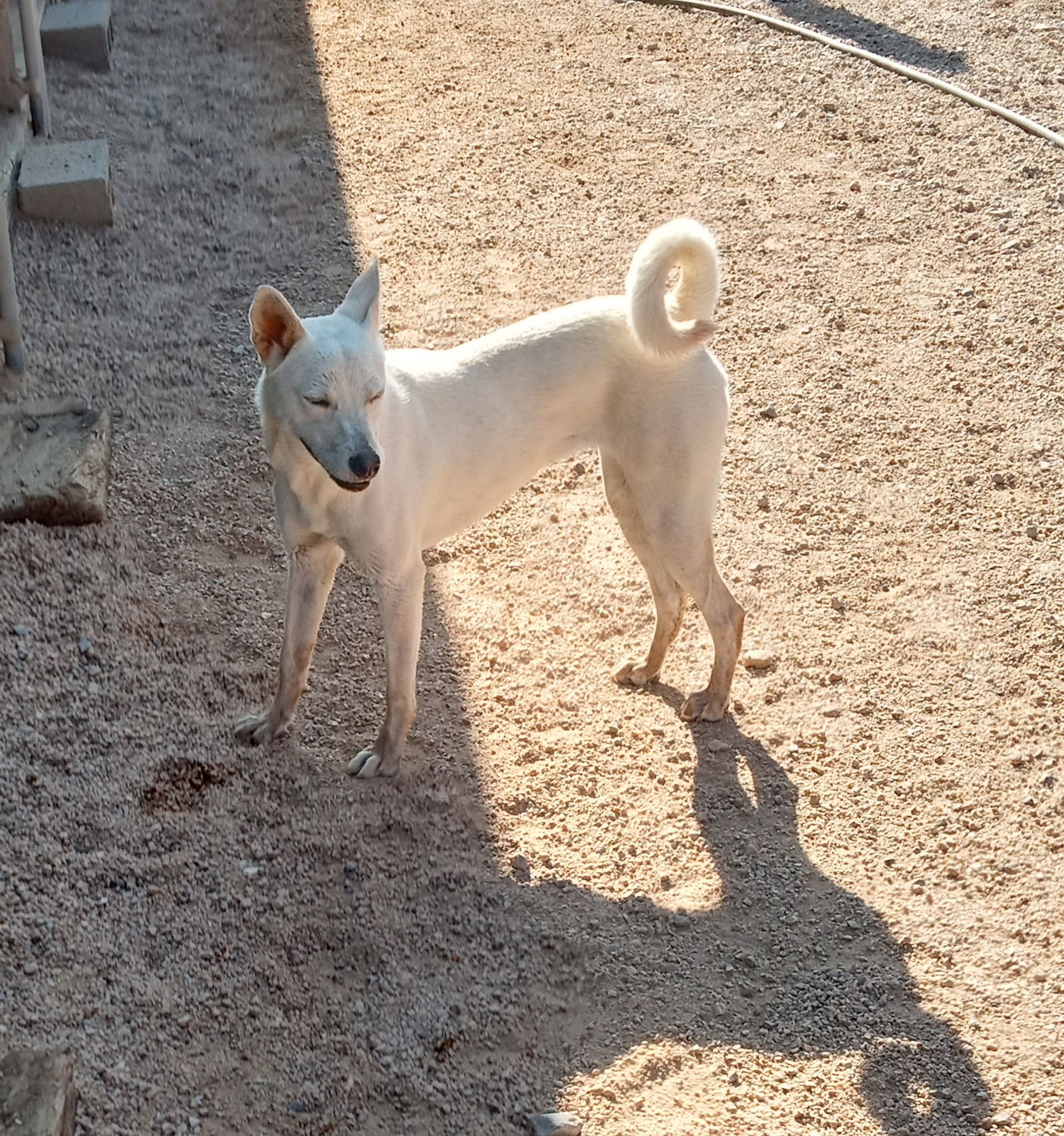 adoptable Dog in Golden Valley, AZ named Friday